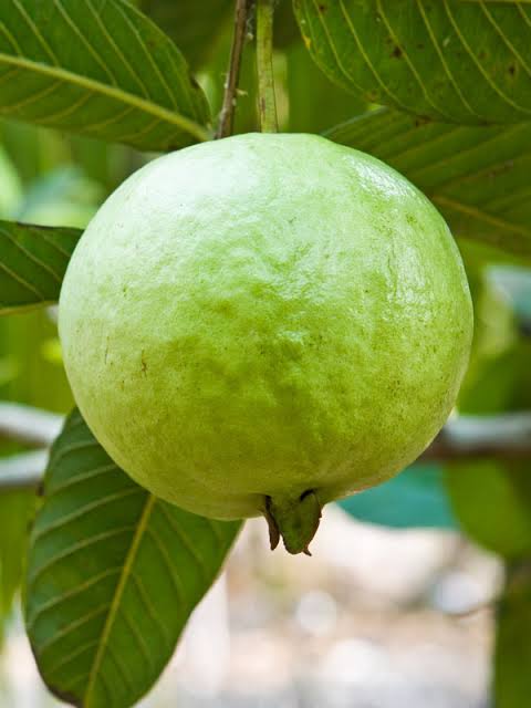 Big Guava Brewing